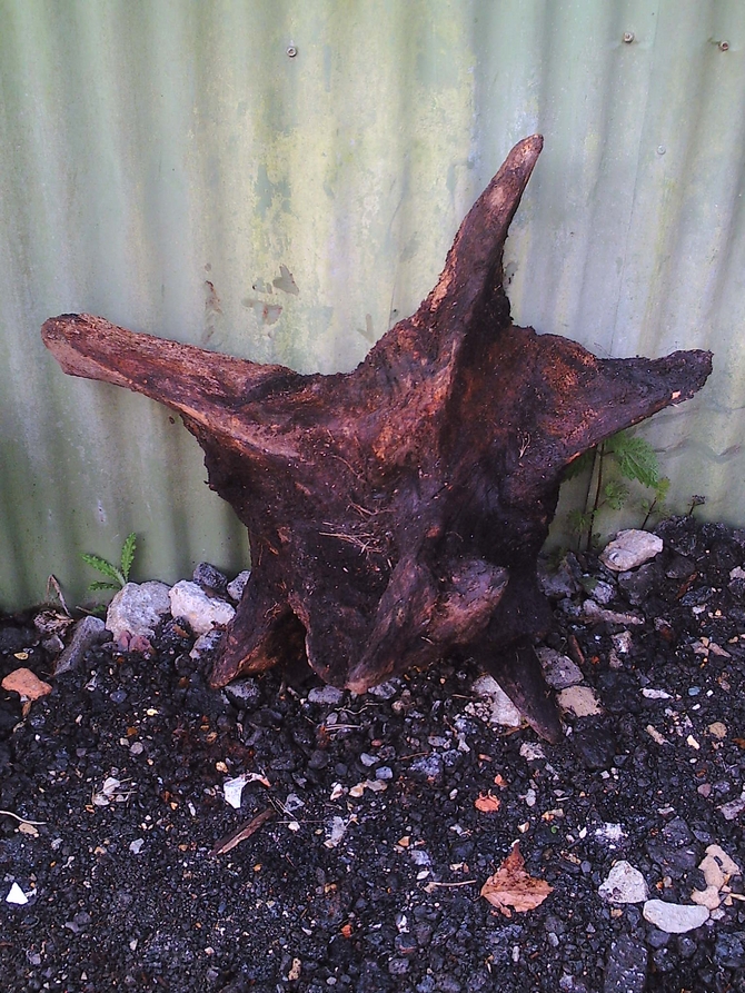 Unique Oak Tree Root SOLD