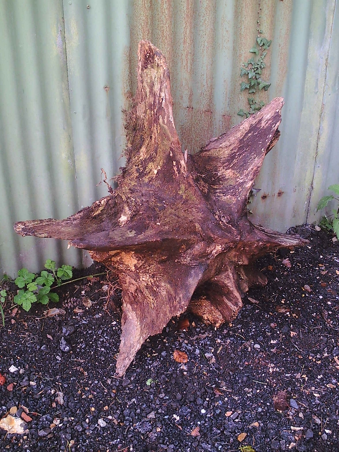 Unique Oak Tree Root SOLD