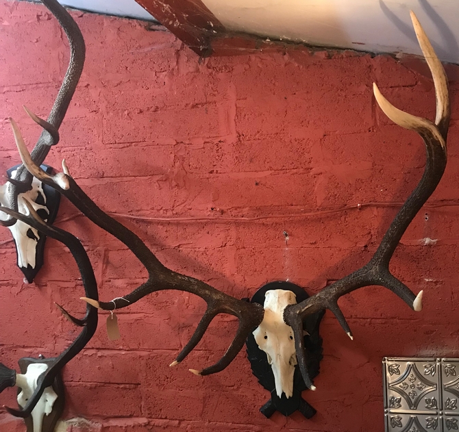 Large 11 point Antlers on skull frontlet.