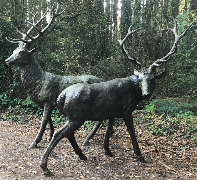 Fully Grown Adult Bronze Stags