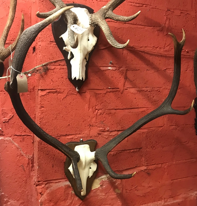 Large 7 point Antlers on skull frontlet.