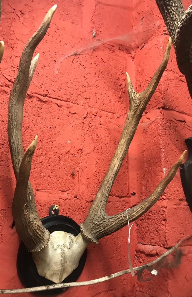 Small 6 point Antlers on skull frontlet.