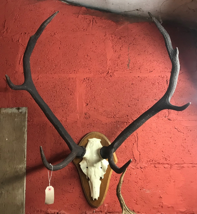Medium 7 point Antlers on skull frontlet.