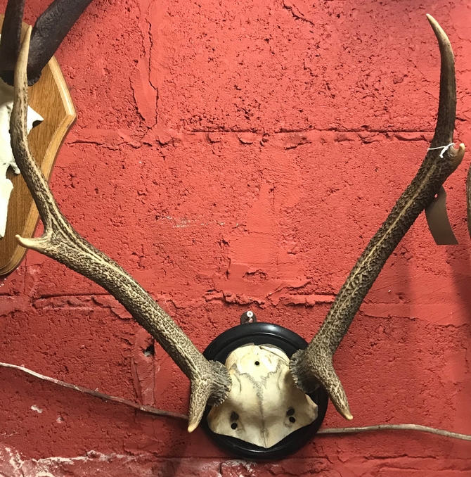 Small 6 point Antlers on skull frontlet.