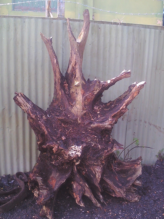 Unique Oak Tree Root SOLD