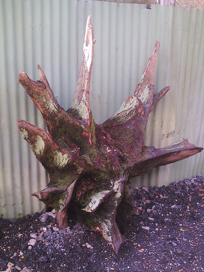 Unique Oak Tree Root SOLD