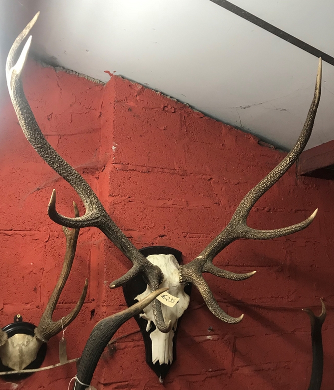 Large 9 point Antlers on skull frontlet.