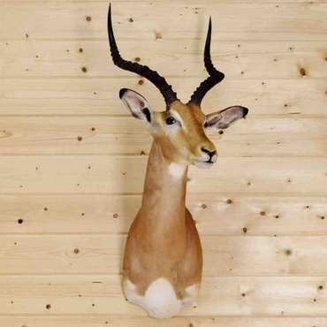 Taxidermy